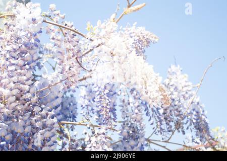 Schöne blaue Glyzinie, die am blauen Himmel blüht. Stockfoto