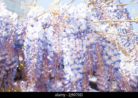 Blaue Glyzinie blüht im Frühlingsgarten. Stockfoto