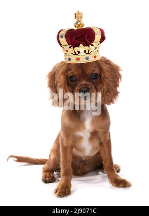 Cavalier König charles spaniel isoliert auf einem weißen Hintergrund Stockfoto