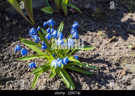 Scilla siberica, der sibirische Tintenfass oder Waldkiel, ist eine blühende Pflanze aus der Familie der Asparagaceae, die im Südwesten Russlands beheimatet ist, Stockfoto