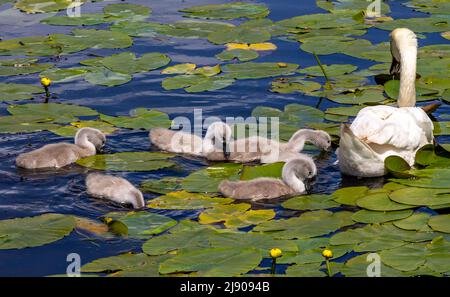 Mute Swans Cygnus olor mit Cygnets, die sich in Seerosen auf einem Teich ernähren Stockfoto