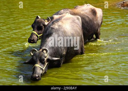 Büffel, die am 13. Mai 2022 an einem heißen Sommertag im Vorort-Dorf Ajmer, Indien, ein Bad im See nehmen. Foto von ABACAPRESS.COM Stockfoto