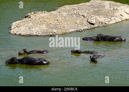 Büffel, die am 13. Mai 2022 an einem heißen Sommertag im Vorort-Dorf Ajmer, Indien, ein Bad im See nehmen. Foto von ABACAPRESS.COM Stockfoto