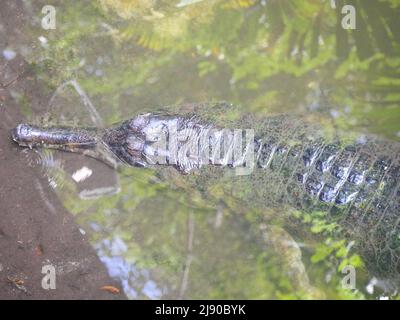 Gharial, auch bekannt als gaviales oder fischfressendes Krokodil, das in Wasser ruht Stockfoto