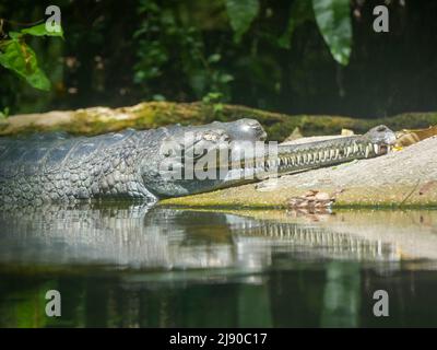 Gharial, auch bekannt als gaviales oder fischfressendes Krokodil, das in Wasser ruht Stockfoto