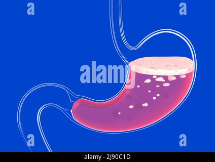 3D Illustration des menschlichen Magens bei der Verdauung. Transparentes Glas, anatomischer Schnitt auf blauem Hintergrund. Stockfoto