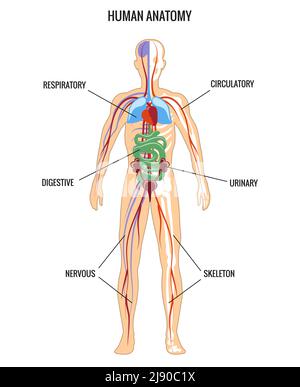 Menschliche Anatomie. Harn- und Verdauungssystem, Skelett und Atemwege, nervös. Vektorgrafik Stock Vektor