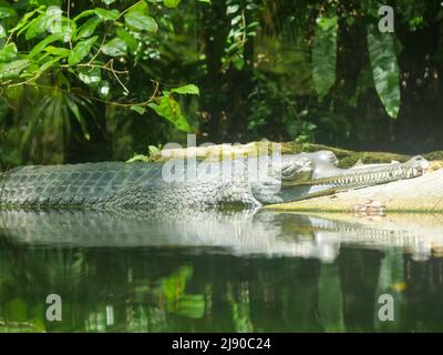 Gharial, auch bekannt als gaviales oder fischfressendes Krokodil, das in Wasser ruht
