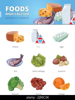High calcium and vitamins foods. Haricot hazelnut cabbage, egg fish broccoli orange cheese. Vector infographic illustration Stock Vektor