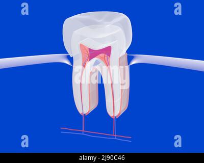 3D Darstellung eines Zahnes in transparentem Grafikstil. Setzen Sie den Glasgummi auf einen blauen Hintergrund, der das Innere zeigt. Stockfoto