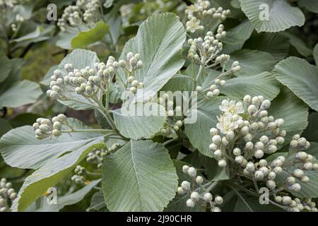 Gewöhnlicher Weißstrahl, Sorbusarie, in Blüte kommend, Abergavenny, Wales, VEREINIGTES KÖNIGREICH Stockfoto