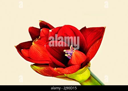 Roter Amaryllis-Blütenkopf auf gelbem Hintergrund, Nahaufnahme. Stockfoto