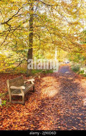Herbstparkallee mit Holzbank im Royal Botanic Gardens, London, Großbritannien Stockfoto