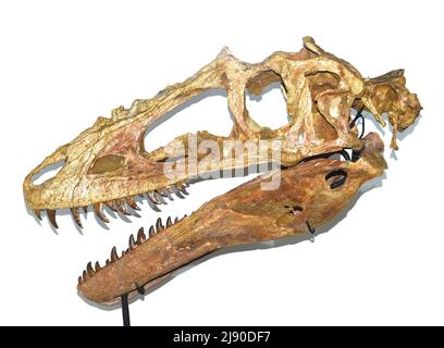 Fossilien von Alioramus, ausgestellt im Mongolischen Zentralmuseum für Dinosaurier Stockfoto