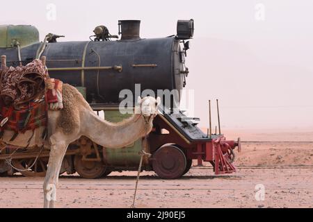 Ein beduinisches Kamel, das vor einer alten Dampflokomotive in der Wüste von Wadi Rum in Jordanien steht Stockfoto