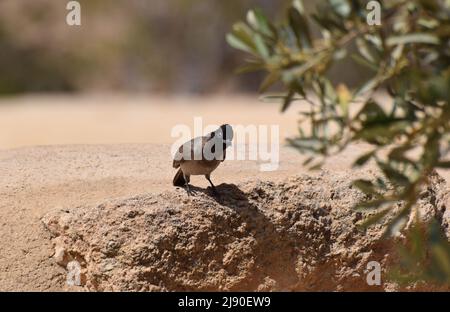 Ein gewöhnlicher Bulbul-Vogel Pycnonotus barbatus, der auf einem Wüstenfelsen steht und neugierig aussieht Stockfoto