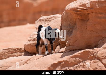 Eine kleine schwarze und weiße Ziege auf Wüstenfelsen Stockfoto