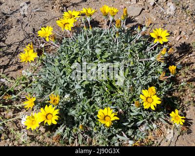 Goldmünze, Mittelmeer Strand Daisy (Asteriscus Maritimus, Bubonium Maritimum) Stockfoto