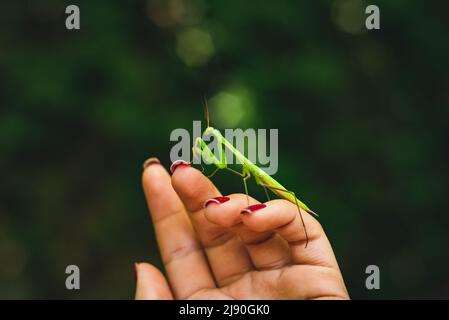 Nahaufnahme einer Gottesanbeterin an der Hand der Frau. (European Mantis religiosa) Ida-Berg (Kazdagi) Nationalpark. Stockfoto