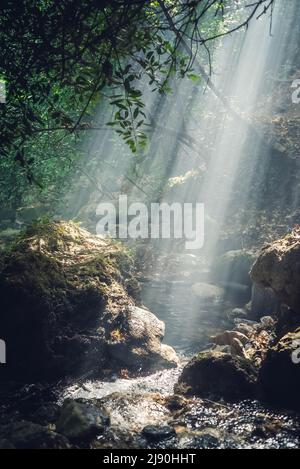 Sonnenstrahl im tiefen Wald im Nationalpark Ida (Kazdagi oder Kaz Daglari). Grüner Lebensraum. Edremit, Balikesir, Türkei Stockfoto