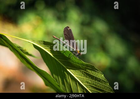 Atrocalopteryx atrataa Mitglied der Breitflügeldamselfliegen (Familie Calopterygidae) im Ida-Berg (Kazdagi)-Nationalpark. Stockfoto