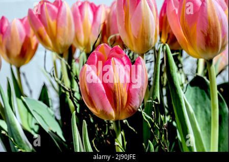 Bunte Tulpenbüschel; Bunter Tulpenstrauß Stockfoto