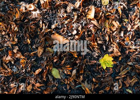Abstrakte Ansicht von bunten Herbstblättern aus Eichen, Birken und Buchen, Jette, Belgien Stockfoto