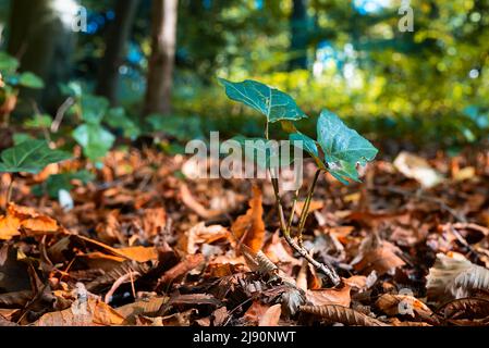 Gewöhnliches Efeu auf einem Teppich aus bunten Herbstblättern in einem Stadtpark während der Herbstsaison, jette, Belgien Stockfoto