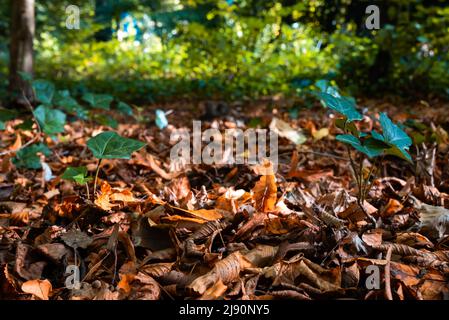 Gewöhnliches Efeu auf einem Teppich aus bunten Herbstblättern in einem Stadtpark während der Herbstsaison, jette, Belgien Stockfoto