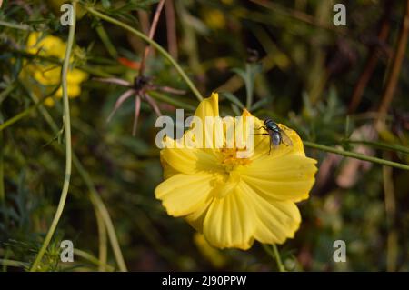 Blühende Zinnienblüten, die von Fliegen befallen sind Stockfoto
