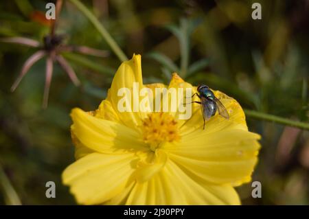 Blühende Zinnienblüten, die von Fliegen befallen sind Stockfoto