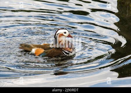 Ein mehrfarbiger Manderin-Entenmännchen (Axis Galericulata), der in Südengland ein Bad in einem See nimmt Stockfoto