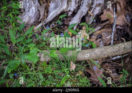 Ein Klumpen blauäugiger Gräser, der sich vollständig öffnete und im Wald auf dem Boden wächst, umgeben von Waldschutt Stockfoto