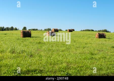 Sommer ländliche Landschaft: haystacks in einem Feld an einem klaren sonnigen Tag Stockfoto