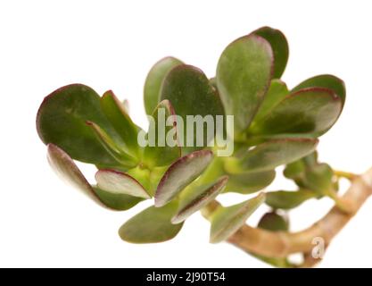 Fleischige Blätter von Crassula ovata, Geldbaum, isoliert auf weißem Bac Stockfoto