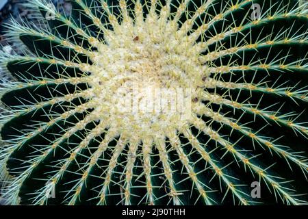 Detail des Goldenen Barrel Kaktus, Echinocactus grusonii, Wüstenpflanze aus Mexiko Stockfoto