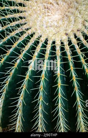 Detail des Goldenen Barrel Kaktus, Echinocactus grusonii, Wüstenpflanze aus Mexiko Stockfoto