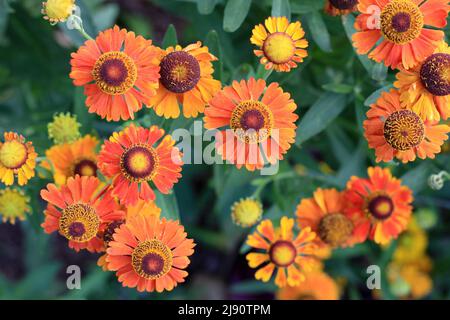Schöne orange Helenium Blüten aus der Nähe Stockfoto