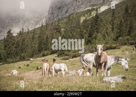 Wilde, freilaufende Pferde auf der Alp in Leutasch bei Seefeld in Tirol Stockfoto