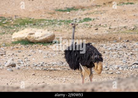 Somali-Strauß (Struthio molybdophanes), auch bekannt als der blauhalsige Strauß in der Wüste. Stockfoto