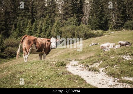 Kuh im alpinen Umfeld im Puittal in Leutasch bei Seefeld in Tirol Stockfoto