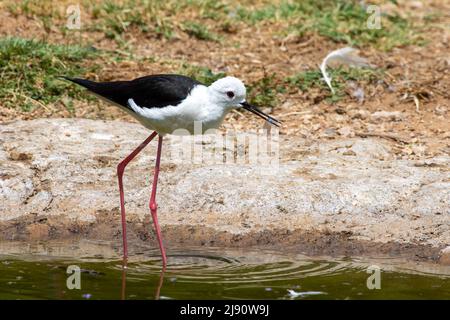 Ein schwarzflügeliger Stelzenläufer (Himantopus himantopus), der am Wasser und bei Sonnenschein spazieren geht. Stockfoto