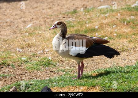 Ägyptische Gans (Alopochen aegyptiaca) auf trockenem Boden stehend Stockfoto