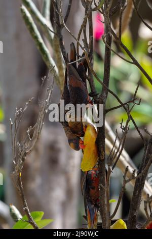 Papagei in Neuguinea im Wald, Weißrumpf-Lory oder die Dunkelorange-Lory, Duskies. Stockfoto