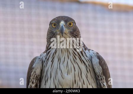 Ein Bonellis Adler (Aquila fasciata) zeigt sehr nah weiße Federn, gelbe Augen und Schnabel. Stockfoto