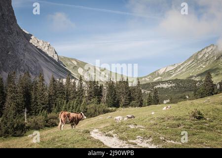 Kühe vor einem Bergmassiv in Leutasch bei Seefeld in Tirol Stockfoto