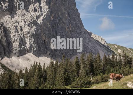 Kühe vor einem Bergmassiv in Leutasch bei Seefeld in Tirol Stockfoto