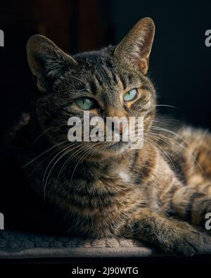 Seitenlichtporträt einer männlichen tabby Katze, die im Fensterlicht sitzt und Augenkontakt macht. Stockfoto