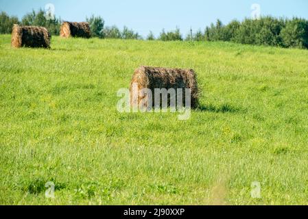 Sommer ländliche Landschaft: haystacks in einem Feld an einem klaren sonnigen Tag Stockfoto