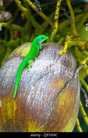 Taggecko, Seychellen-Riesengecko (Phelsuma sundbergi) auf einer Kokosnuss, Praslin, Seychellen, Indischer Ozean, Afrika. Stockfoto